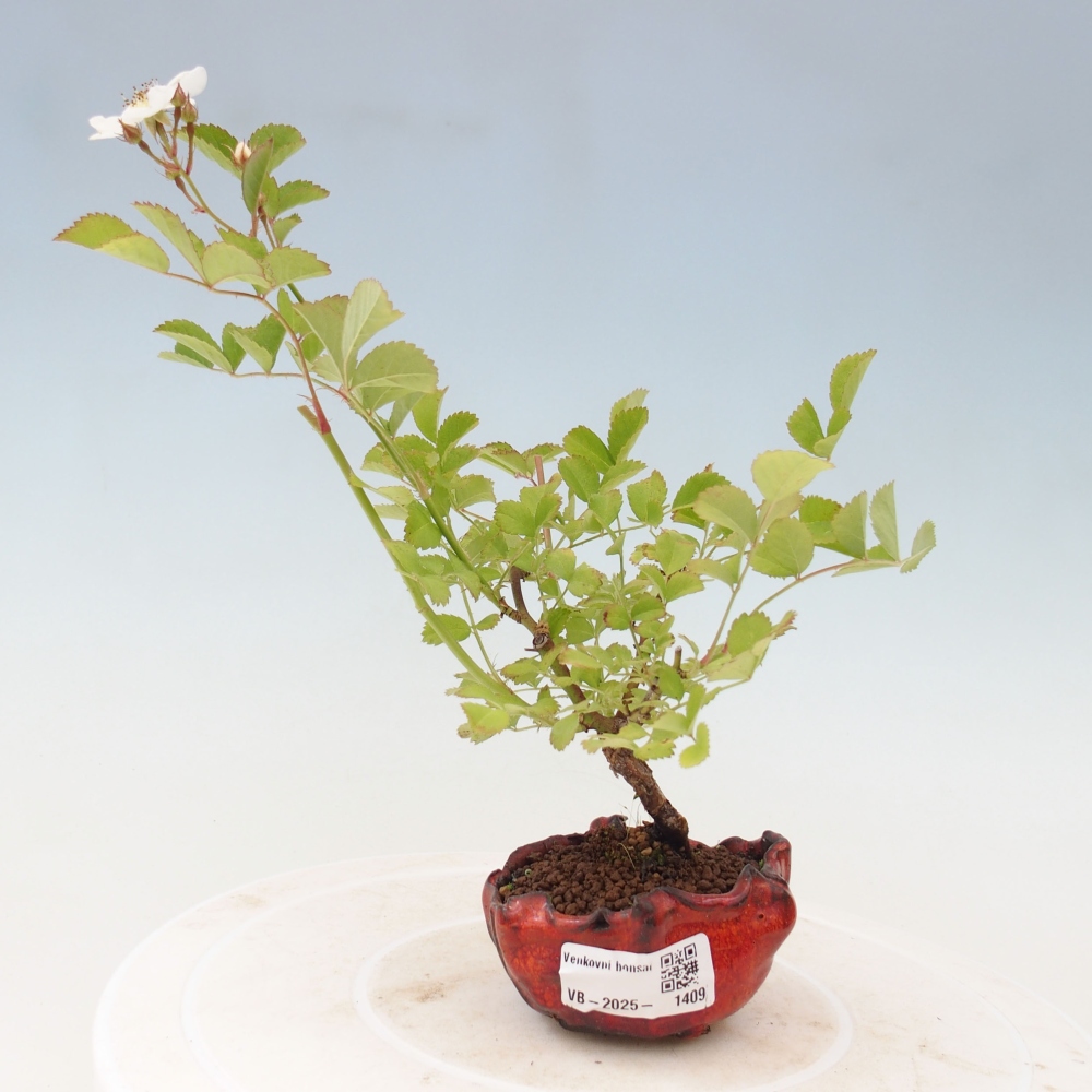 Kültéri bonsai - Rosa sp. - kisvirágú rózsa