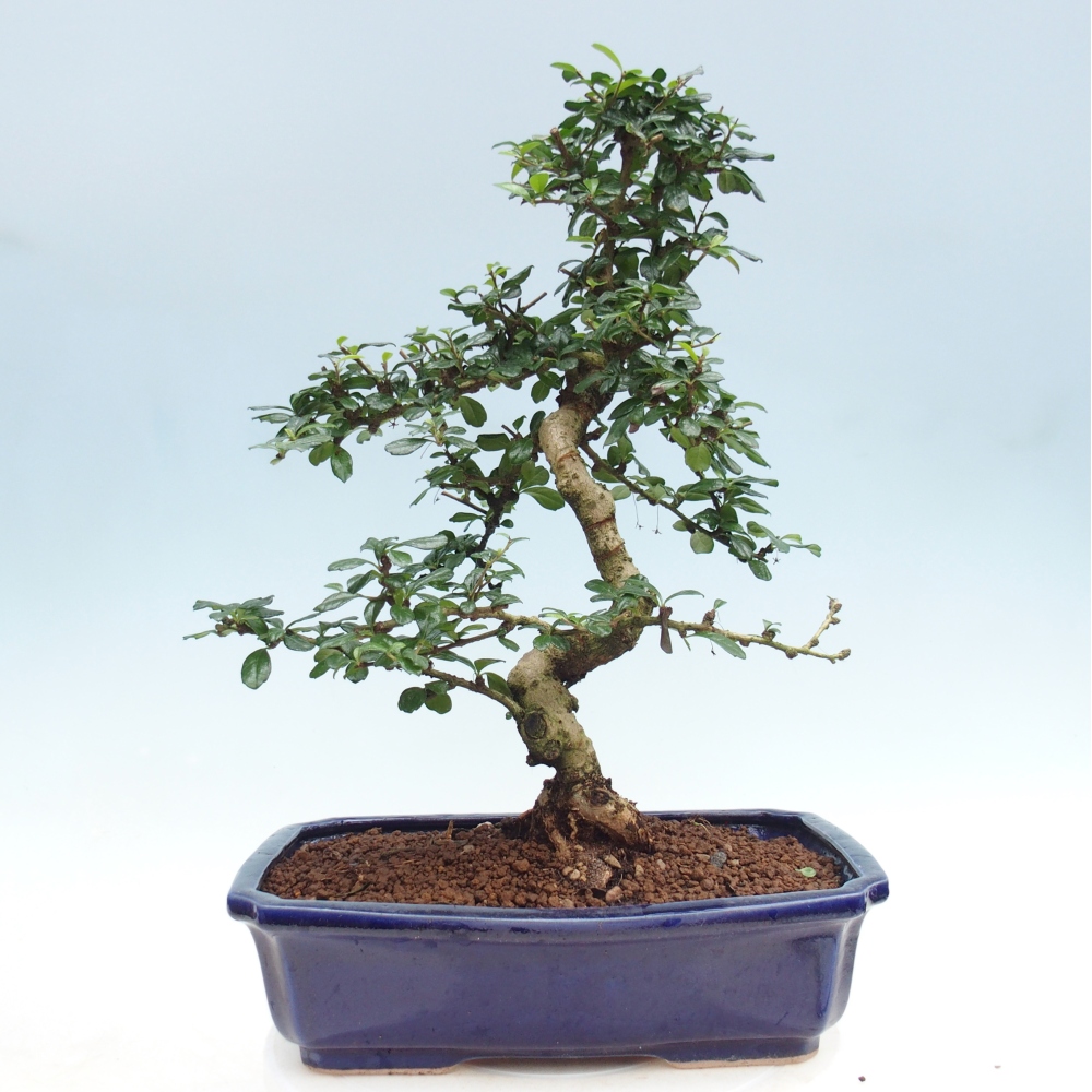 Szobai bonsai - Carmona macrophylla - Tea fuki