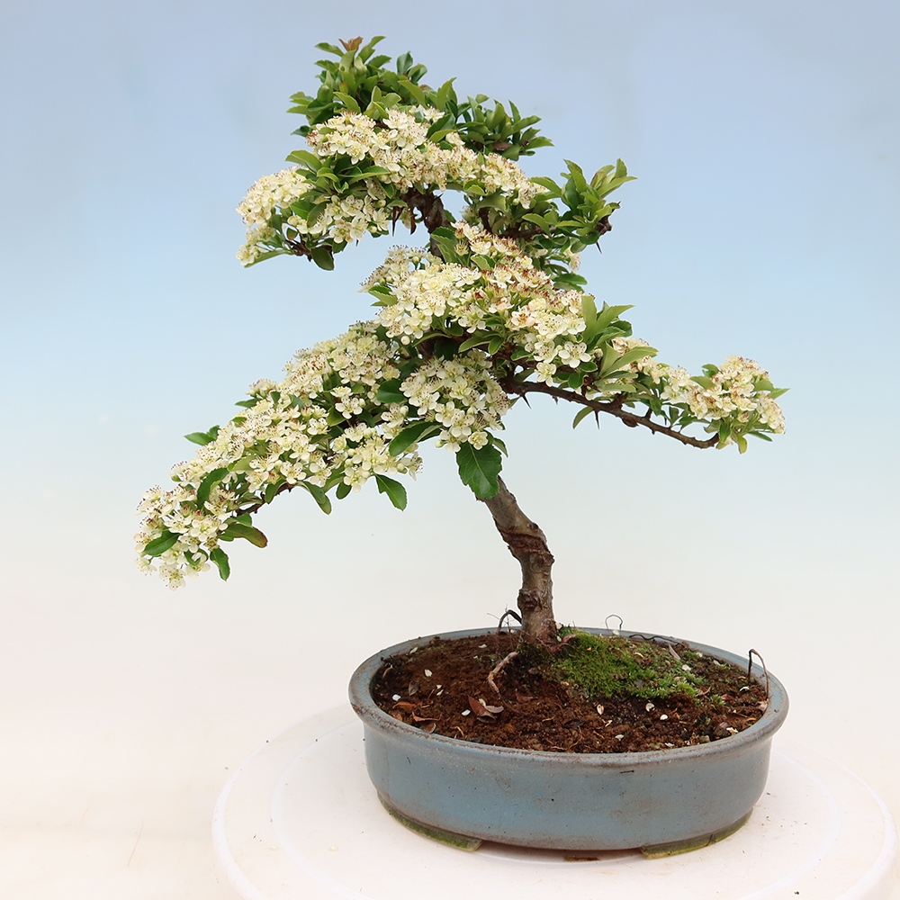 Kültéri bonsai – Pyracantha teton – Vörös tűszem