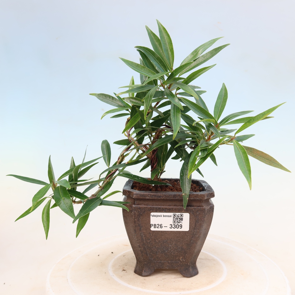 Szobai bonsai - Ficus nerifolia - kislevelű fikusz
