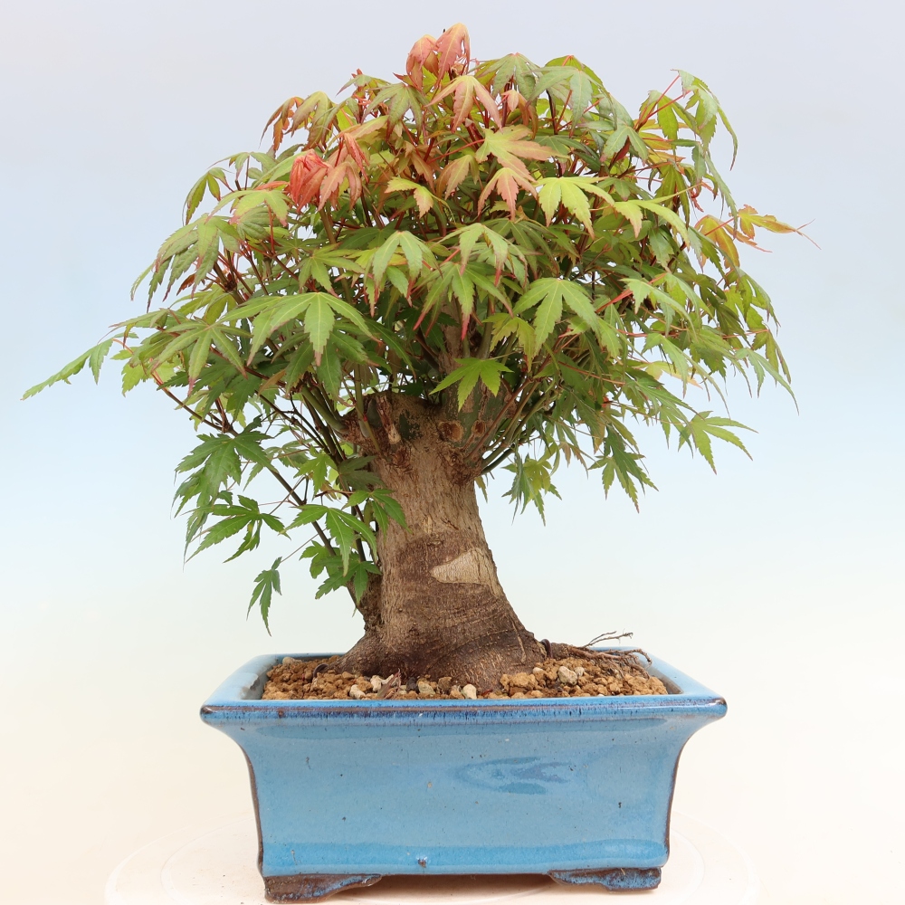 Kültéri bonsai - Juhar Burger - Acer Burgerianum