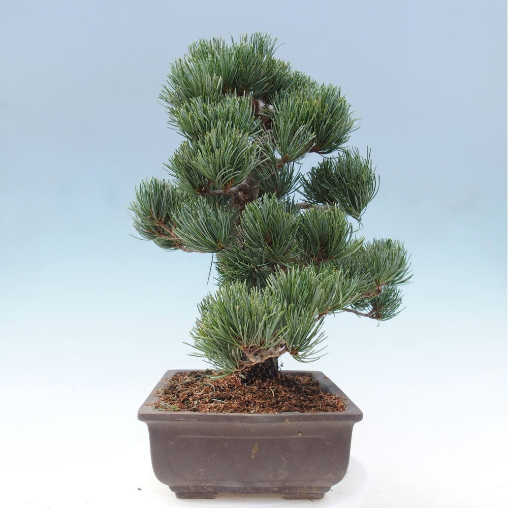 Kültéri bonsai - Pinus parviflora - Pinus parviflora