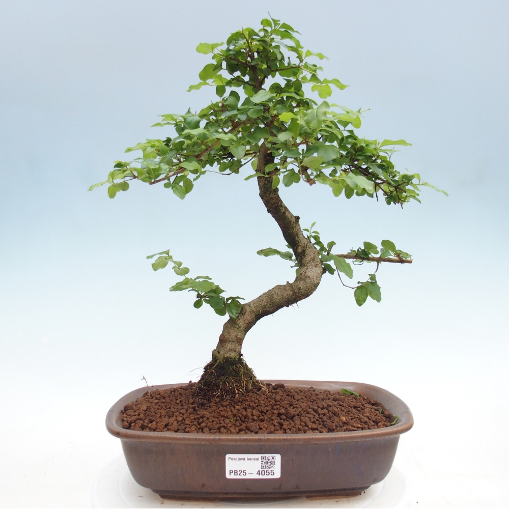 Szobai bonsai -Ligustrum chinensis - Madárcsőr
