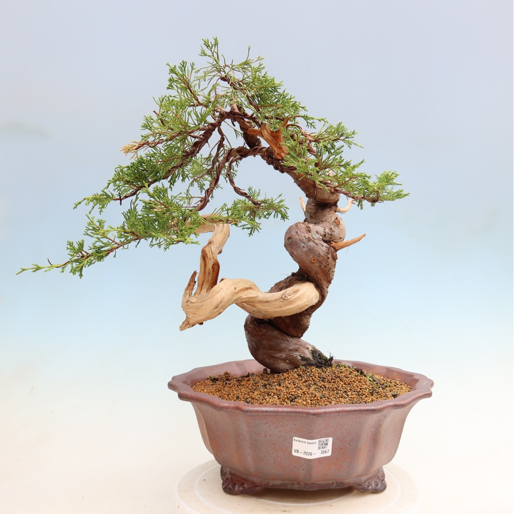 Kültéri bonsai - Juniperus chinensis Itoigawa-Juniperus chinensis