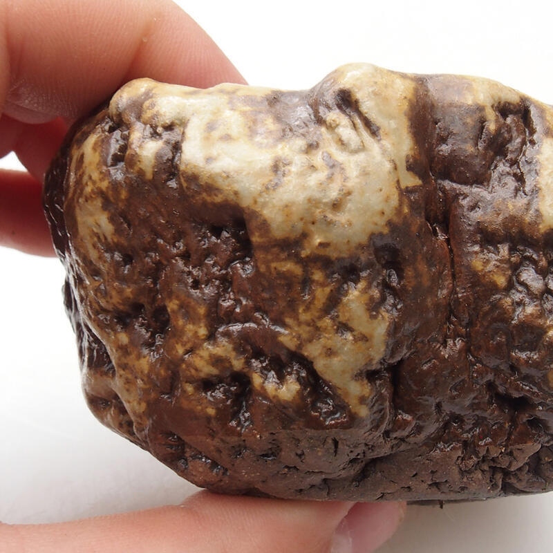 Kerámia kagyló 6 x 5 x 4 cm , szín fehér-barna