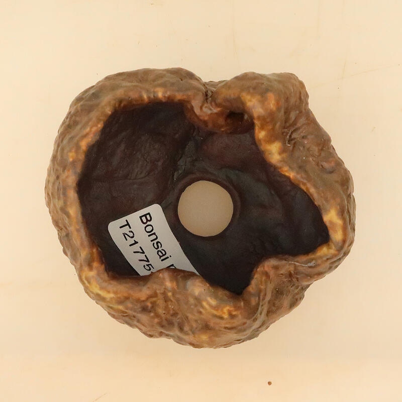 Kerámia kagyló 6 x 6 x 8 cm , barna színű