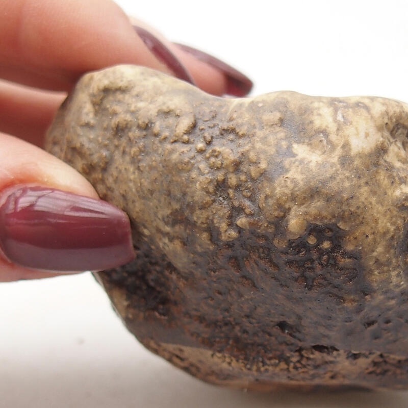 Kerámia kagyló 7,5 x 6,5 x 4,5 cm , színe barna