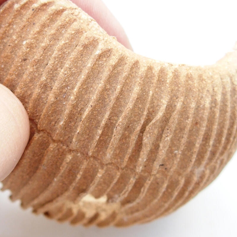 Kerámia kagyló 7,5 x 7,5 x 4 cm , fekete színben