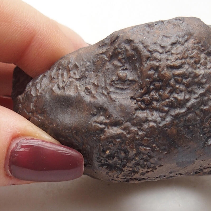 Kerámia kagyló 7 x 6,5 x 4 cm , barna színű