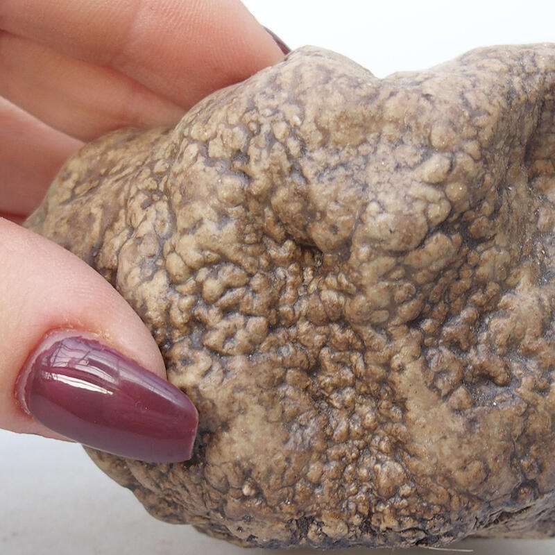 Kerámia kagyló 8,5 x 6,5 x 6 cm , bézs színű