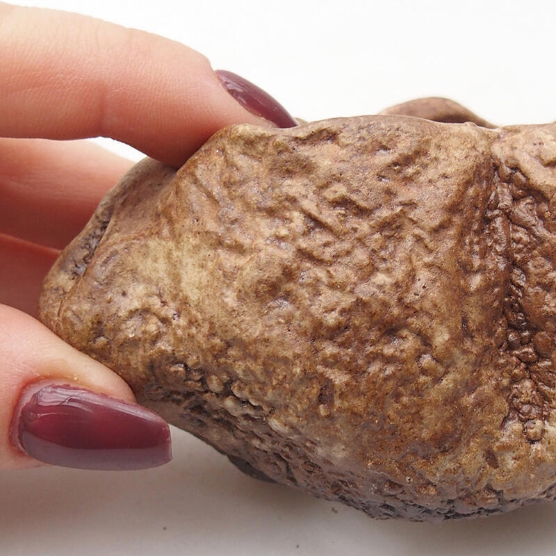 Kerámia kagyló 8 x 6 x 5 cm , barna színű