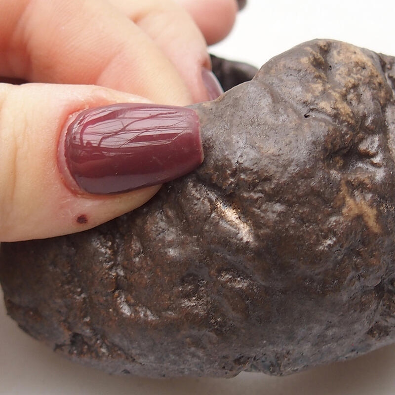 Kerámia kagyló 8 x 7,5 x 4,5 cm , barna színű