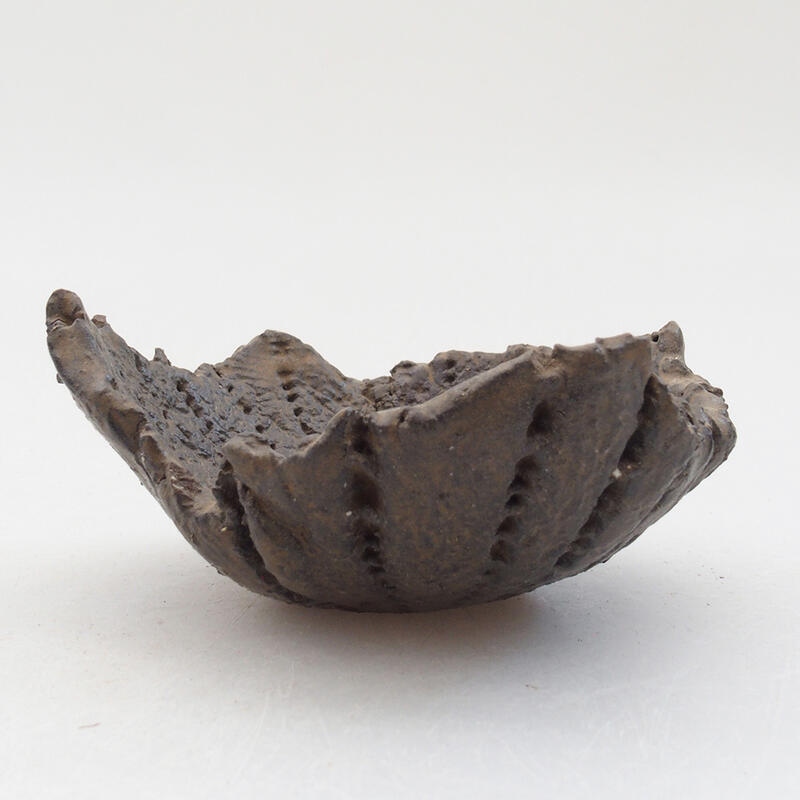 Kerámia kagyló 8 x 7,5 x 4 cm , barna színű