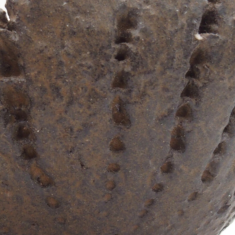 Kerámia kagyló 8 x 7,5 x 4 cm , barna színű