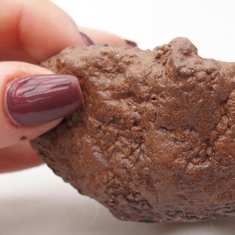 Kerámia kagyló 8 x 7,5 x 5,5 cm , barna színű