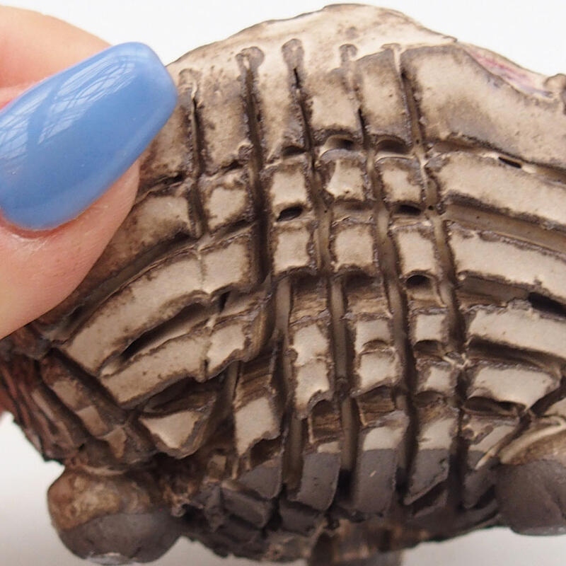 Kerámia kagyló 9 x 8,5 x 5,5 cm , bézs színű