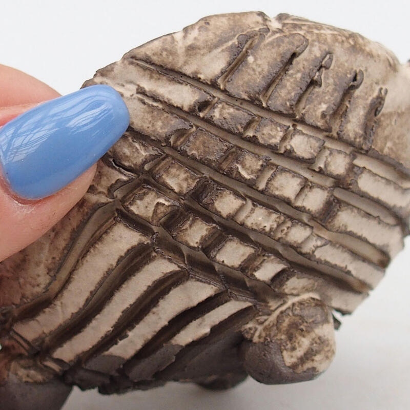 Kerámia kagyló 9 x 8 x 5,5 cm , bézs színű