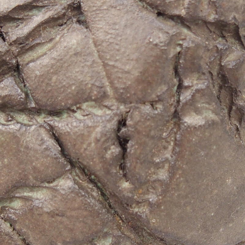 Kerámia kagyló 9 x 8 x 5,5 cm , barna színű