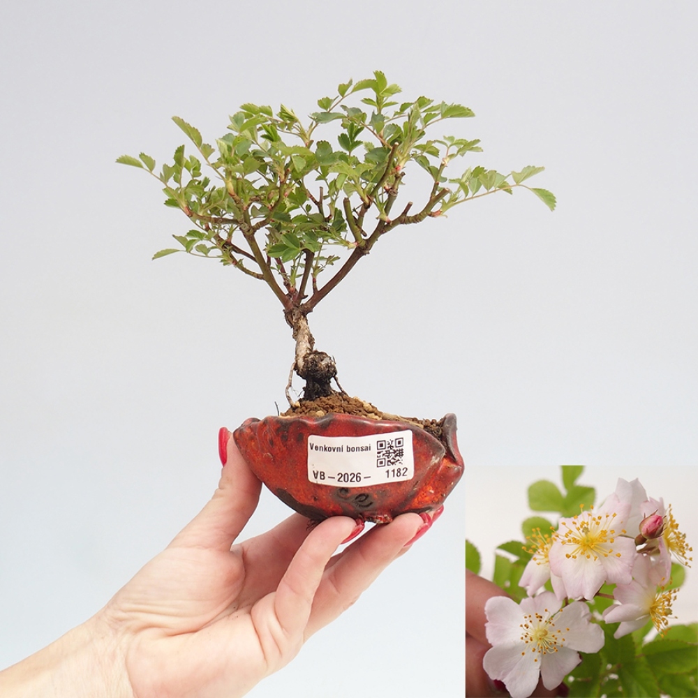 Kültéri bonsai - Rosa sp. - kisvirágú rózsa