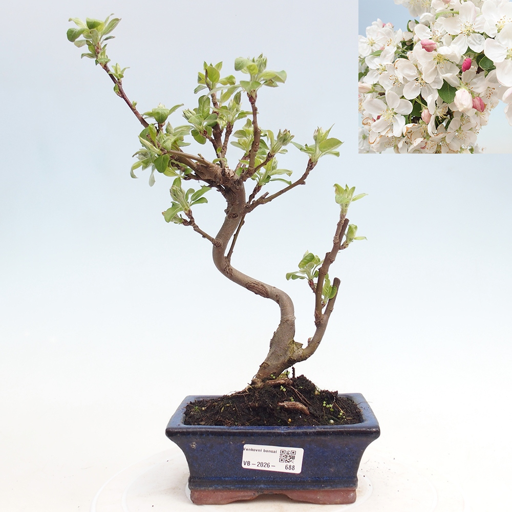 Kültéri bonsai -Malus halliana - Kis gyümölcsű almafa