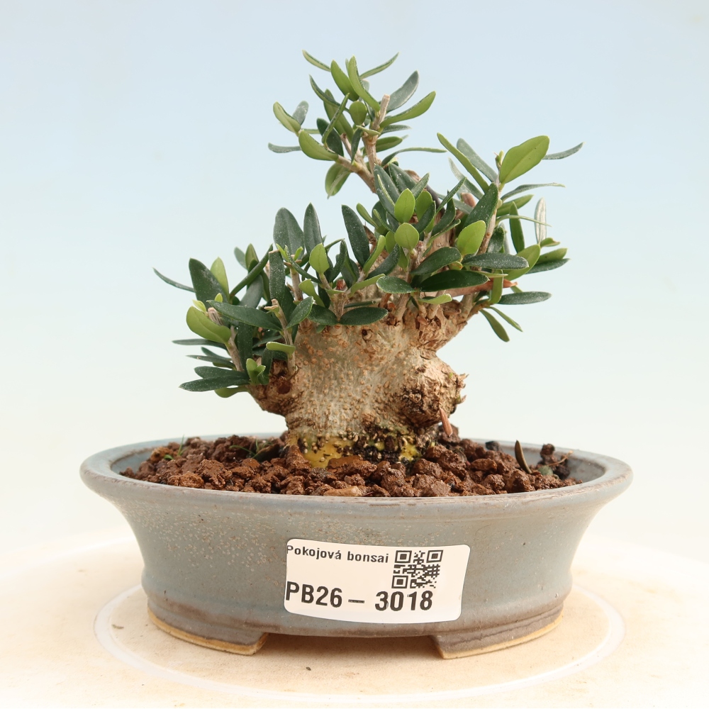 Beltéri bonsai - Olea europaea sylvestris