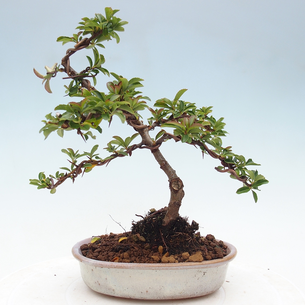 Kültéri bonsai-Pyracantha Teton - Hlox