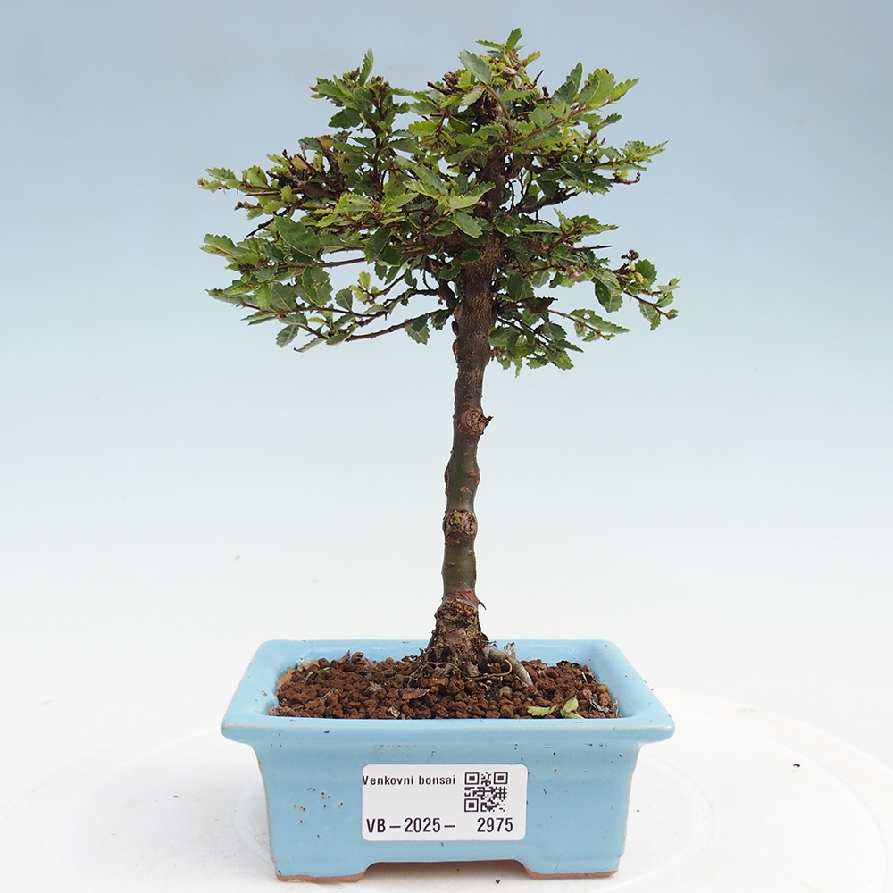 Kültéri bonsai - Ulmus parvifolia Sagei - Kislevelű szilfa