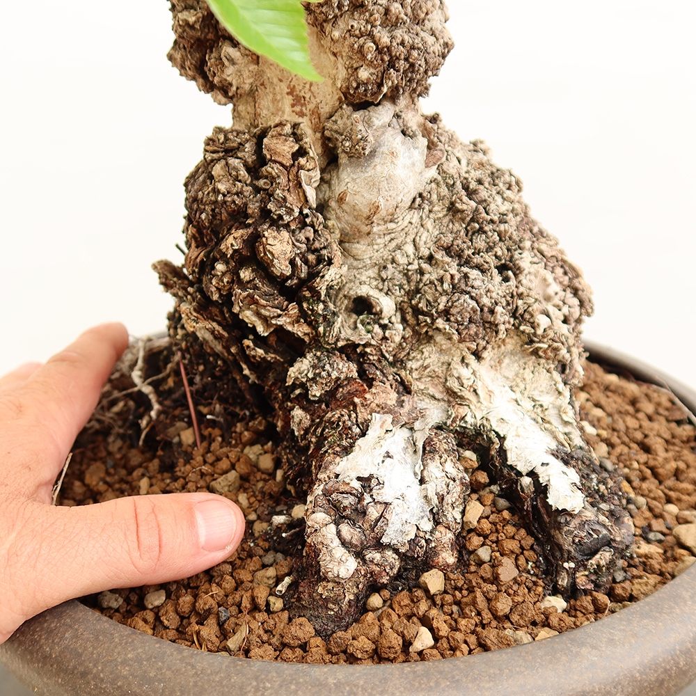 Kültéri bonsai -Carpinus Coreana - Koreai gyertyánfa
