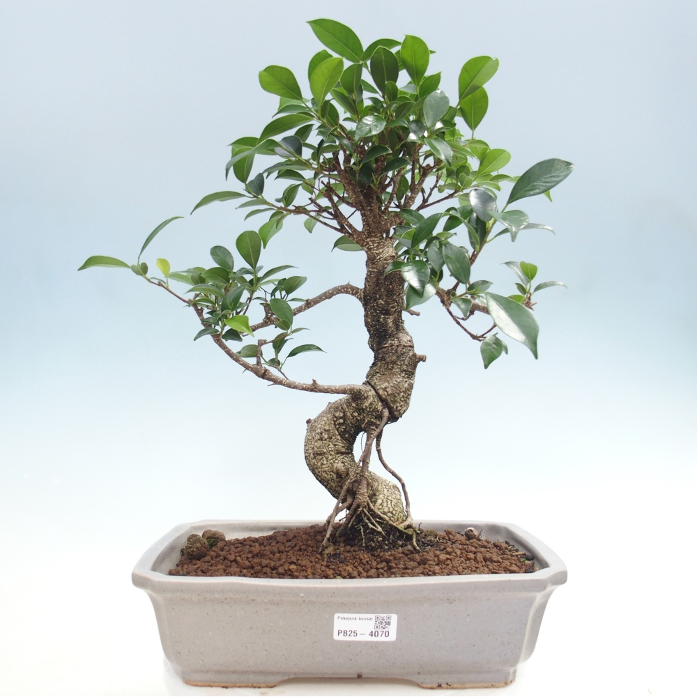 Szobai bonsai - Ficus kimmen - kislevelű fikusz