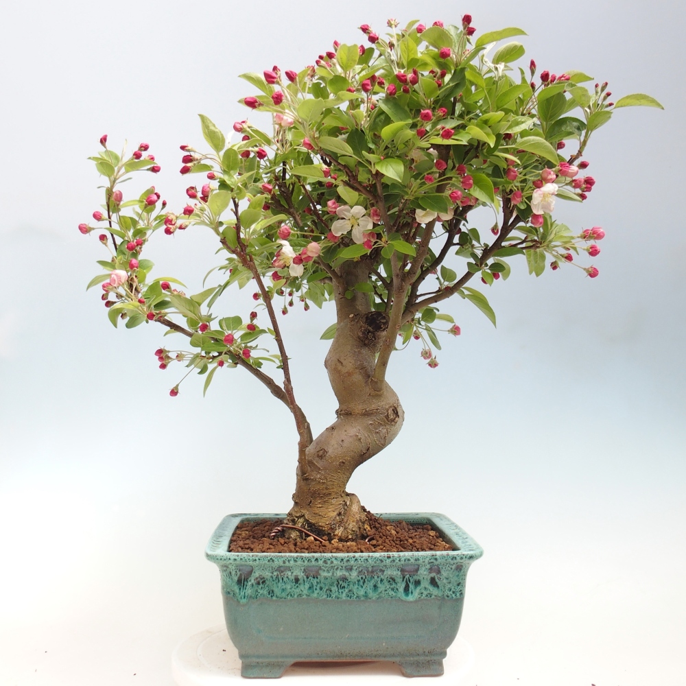 Kültéri bonsai -Malus halliana - Kis gyümölcsű almafa