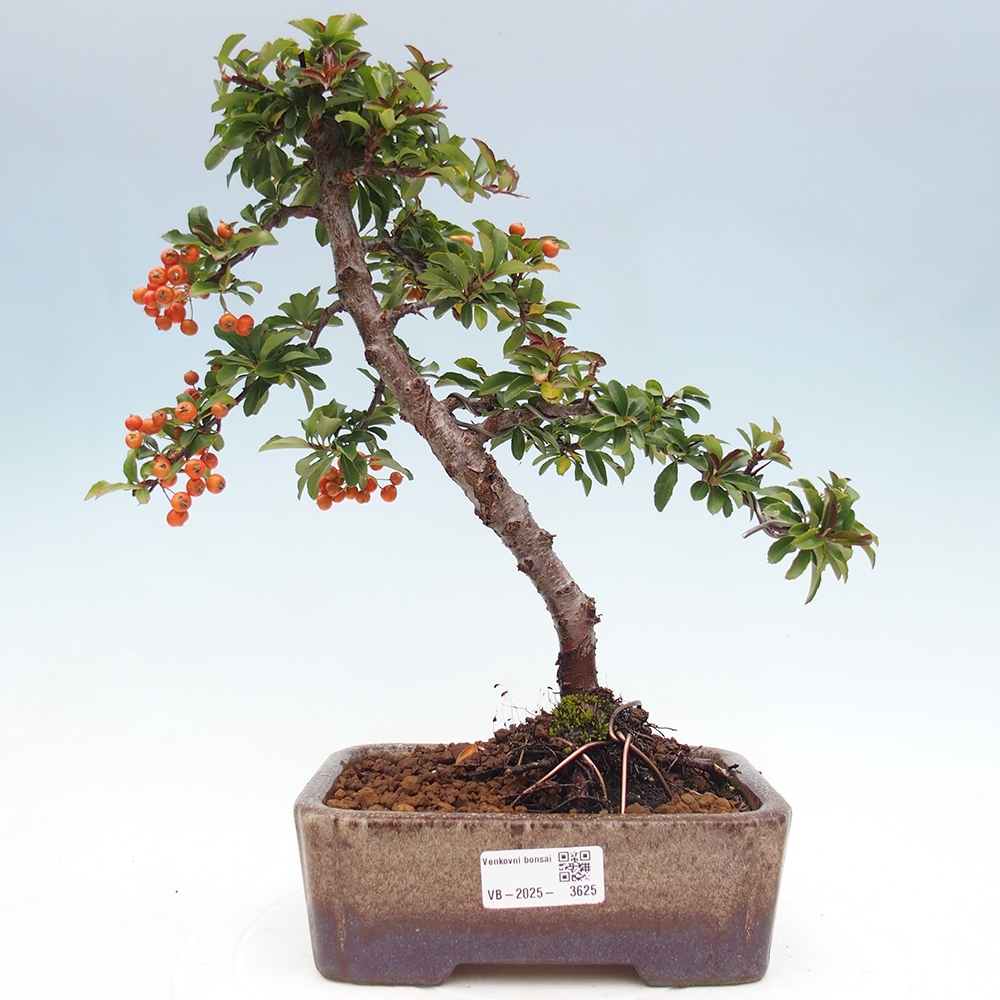 Kültéri bonsai-Pyracantha Teton - Hlox