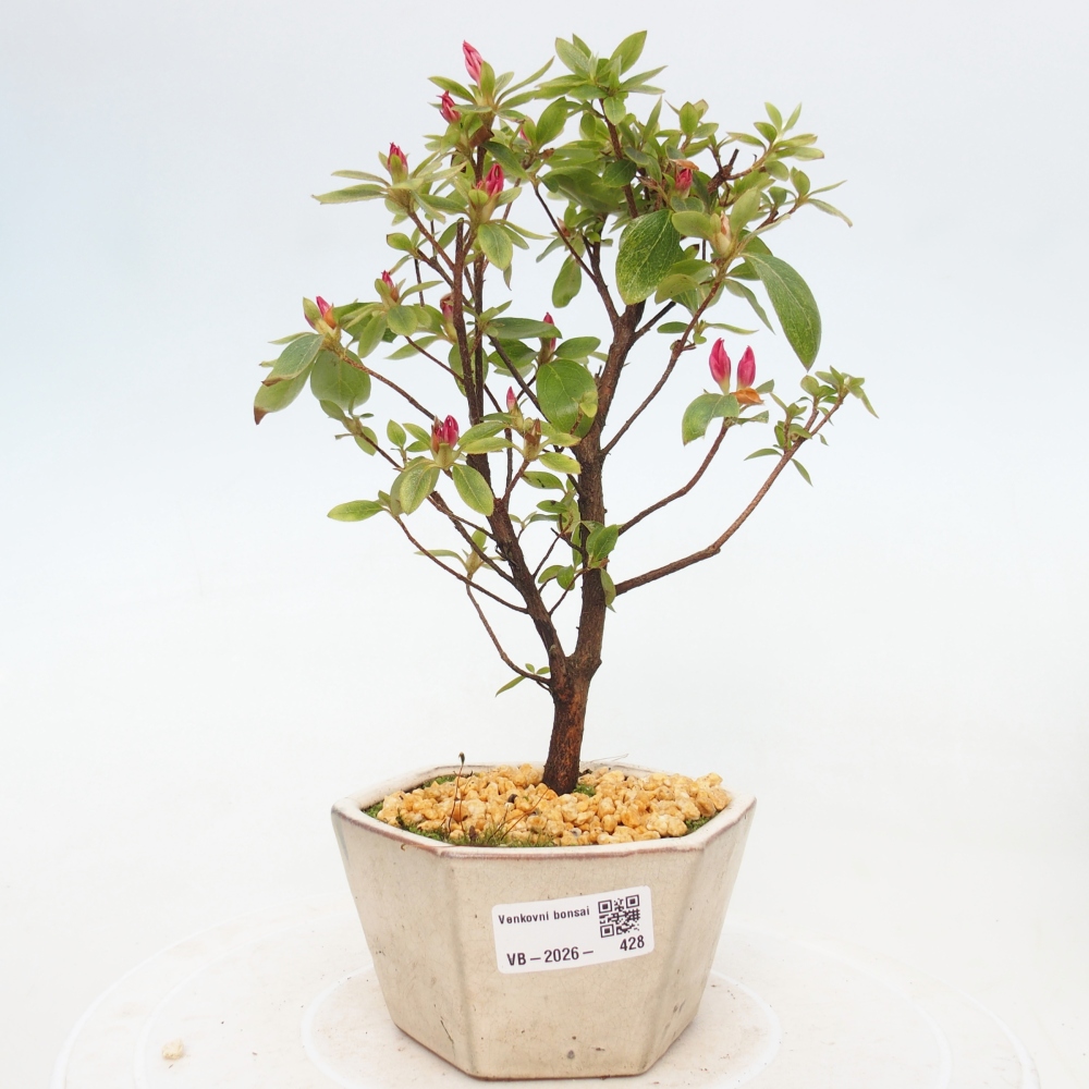 Kültéri bonsai - japán azálea - Azalea sp.