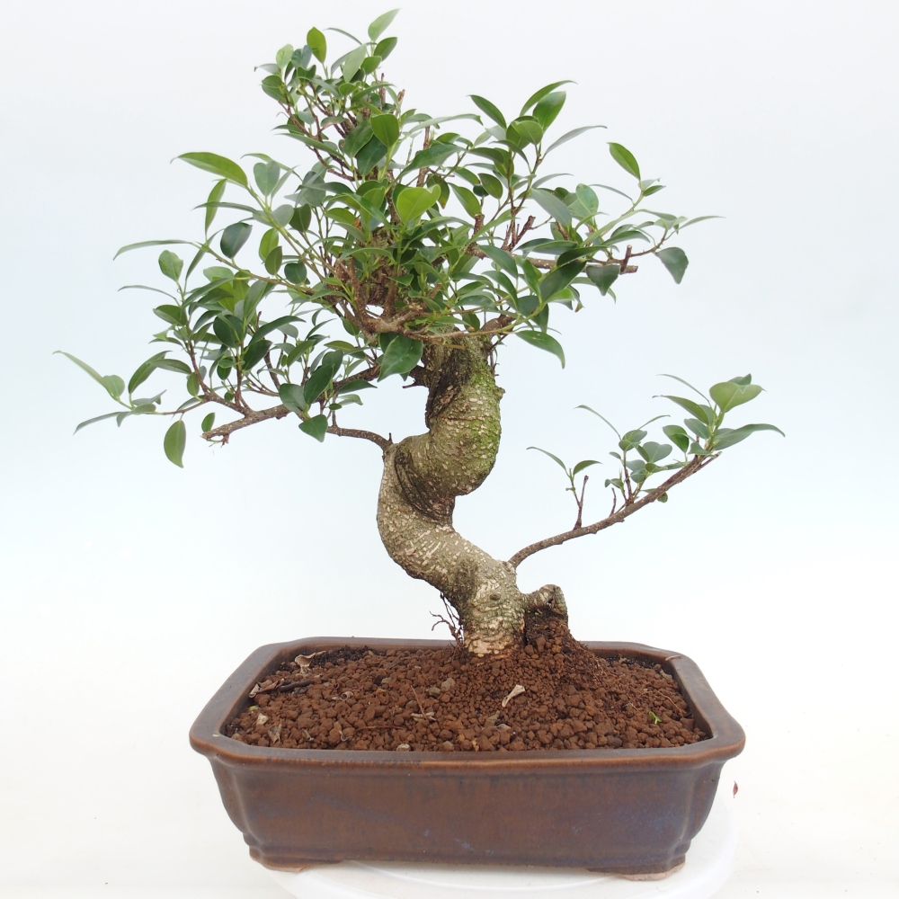 Szobai bonsai - Ficus kimmen - kislevelű fikusz