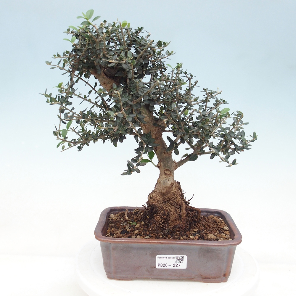 Beltéri bonsai - Olea europaea sylvestris