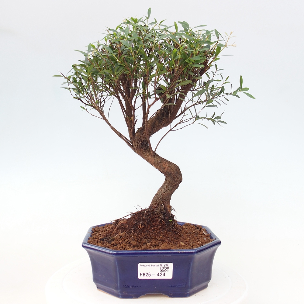 Szobai bonsai - Syzygium - Pimento