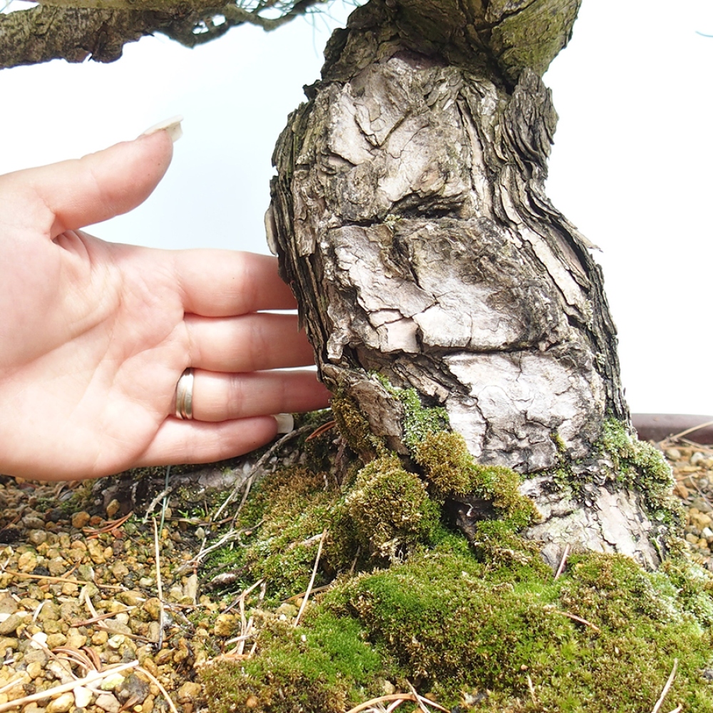 Kültéri bonsai - Pinus parviflora - Pinus parviflora