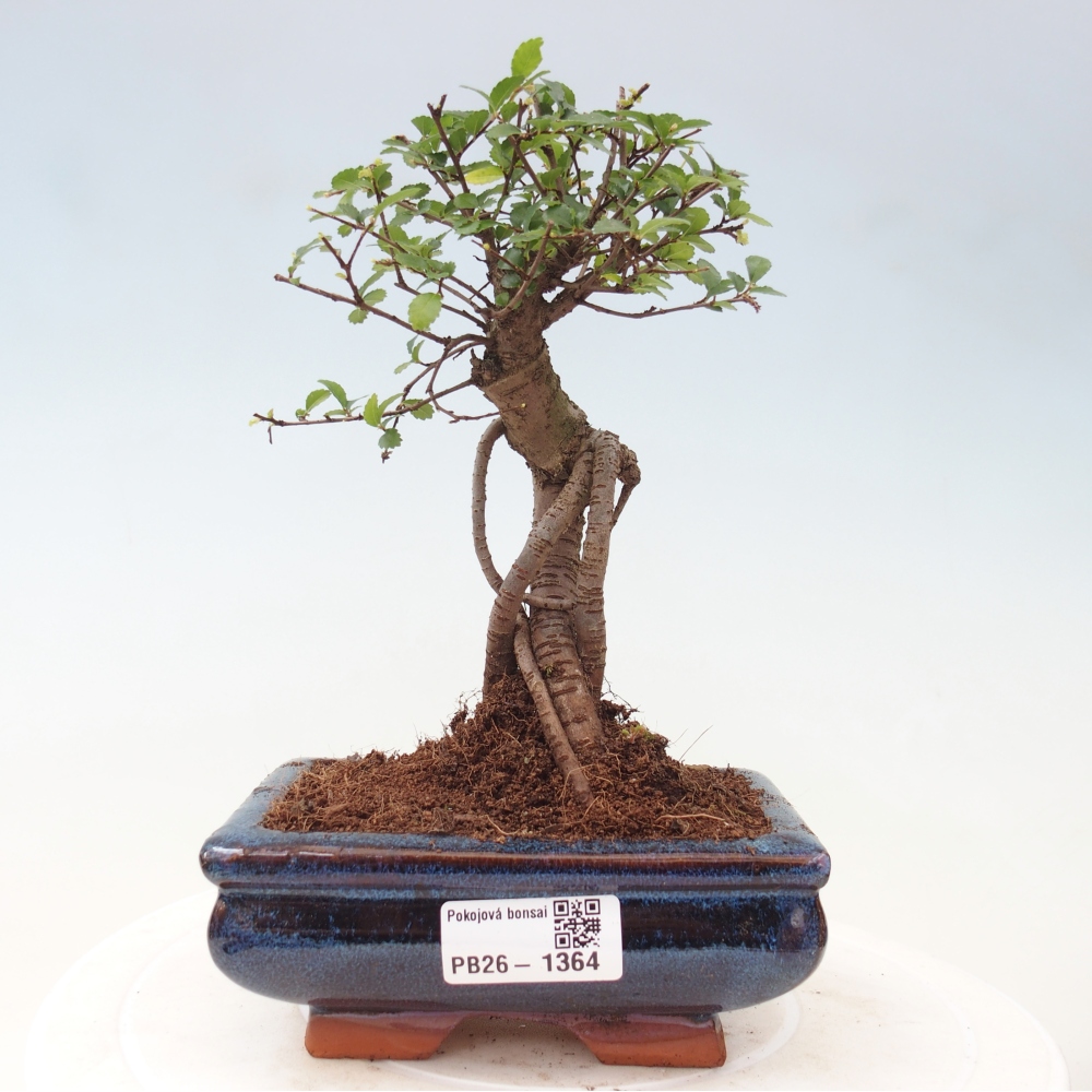 Szobai bonsai - Ulmus parvifolia - Kislevelű szilfa
