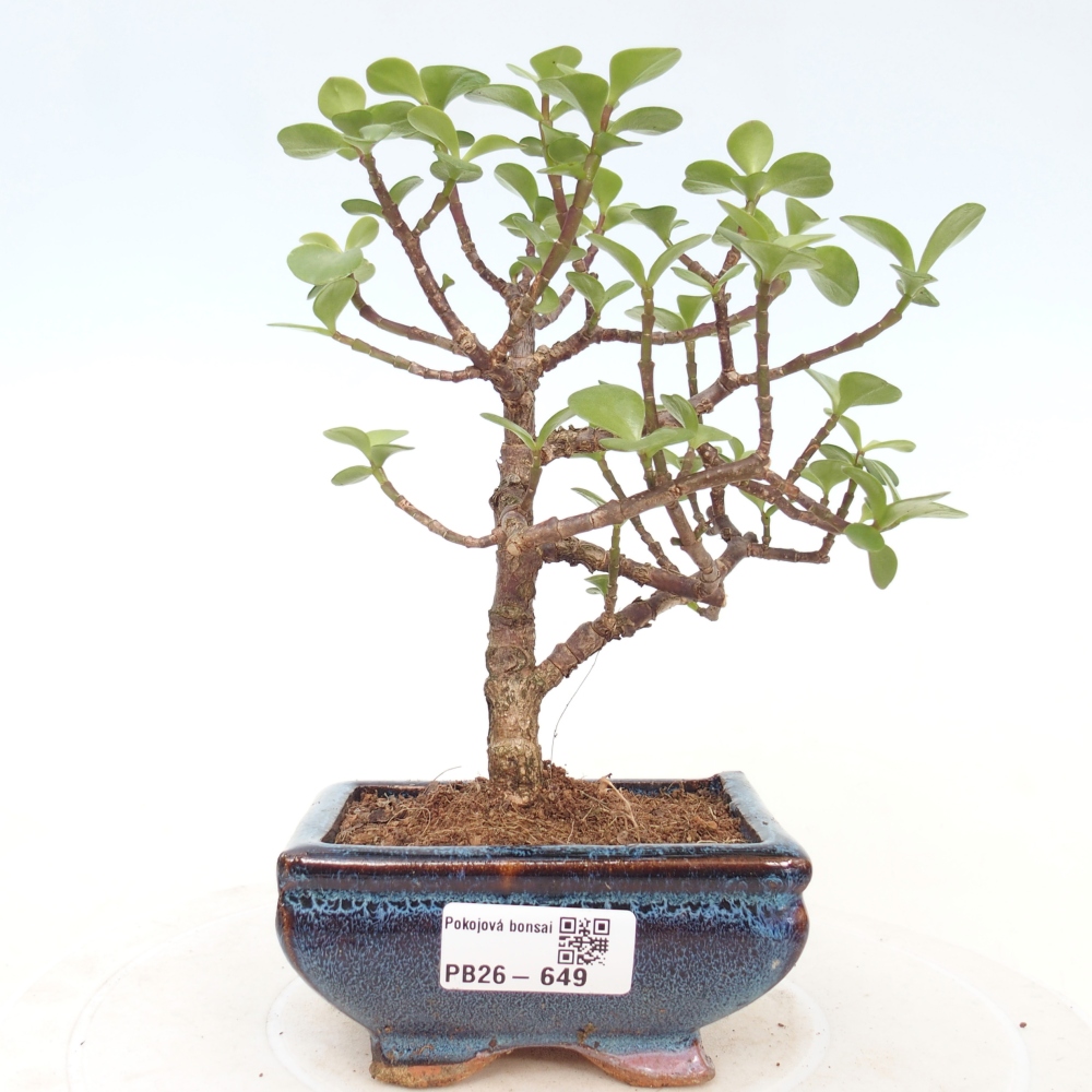 Szoba bonsai - Portulakaria Afra - Tlustice