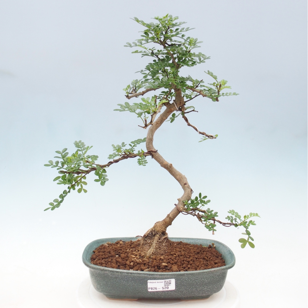 Szobai bonsai - Zantoxylum piperitum - borsfa