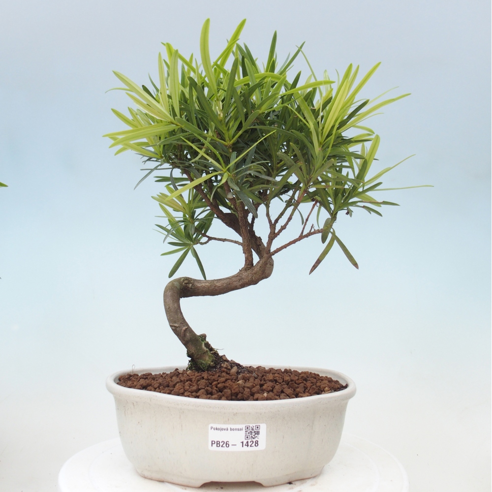 Szobai bonsai - Podocarpus - Kőtiszafa