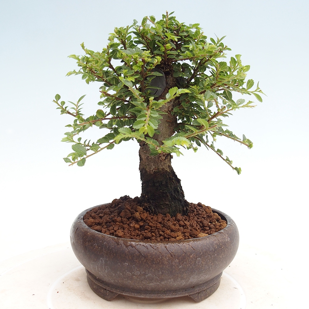 Kültéri bonsai - Ulmus parvifolia Hokkaido - Kínai szil - Ulmus parvifolia Hokkaido