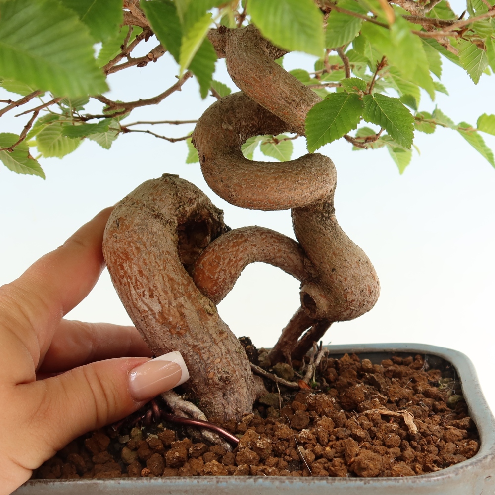 Kültéri bonsai -Carpinus Coreana - Koreai gyertyánfa