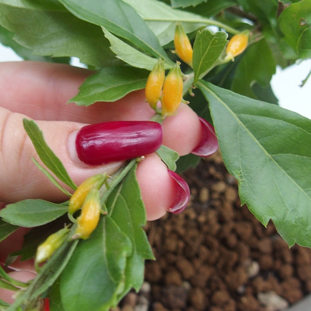 Szobai bonsai - Duranta repens -Duranta