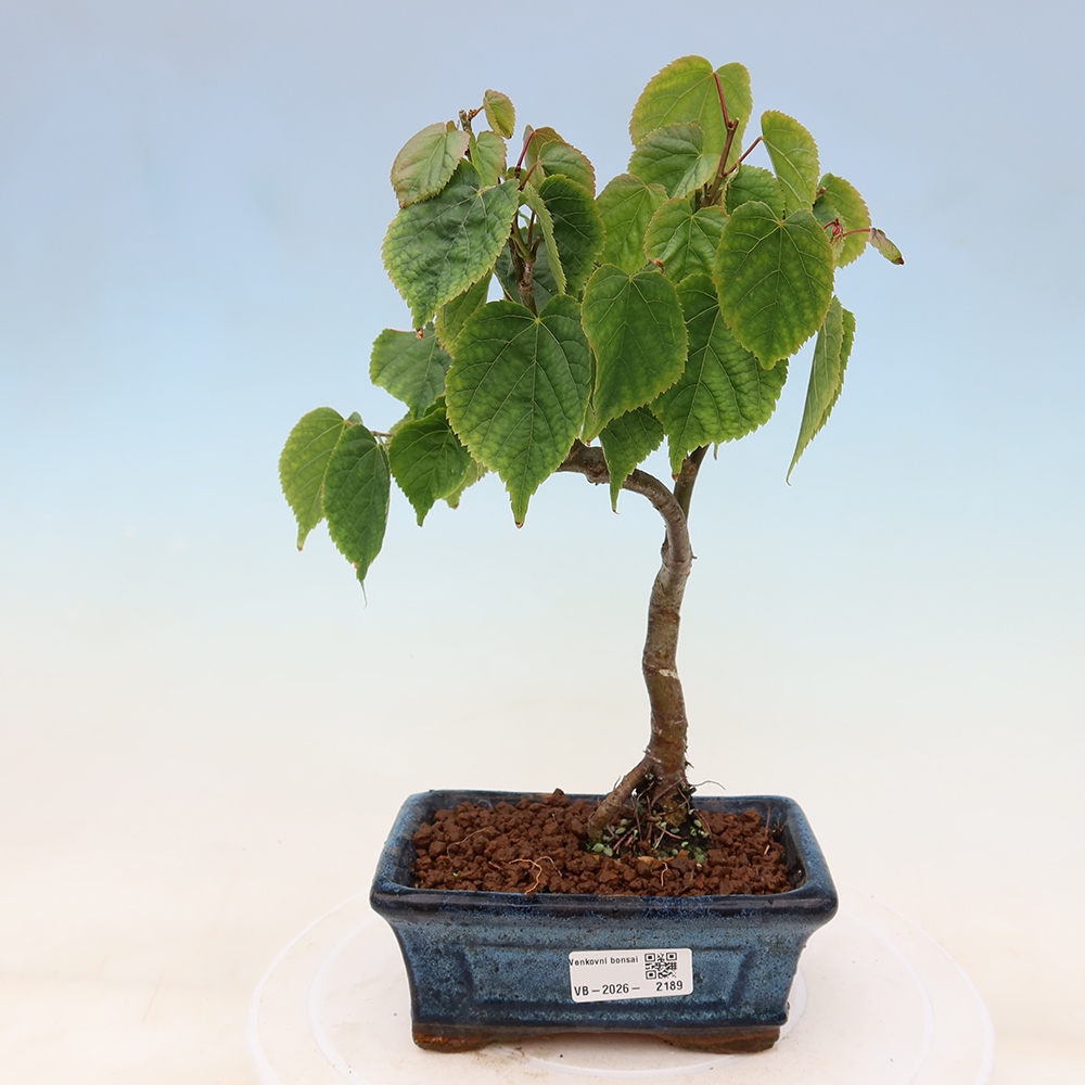 Kültéri bonsai – Szívlevelű hárs – Tilia cordata