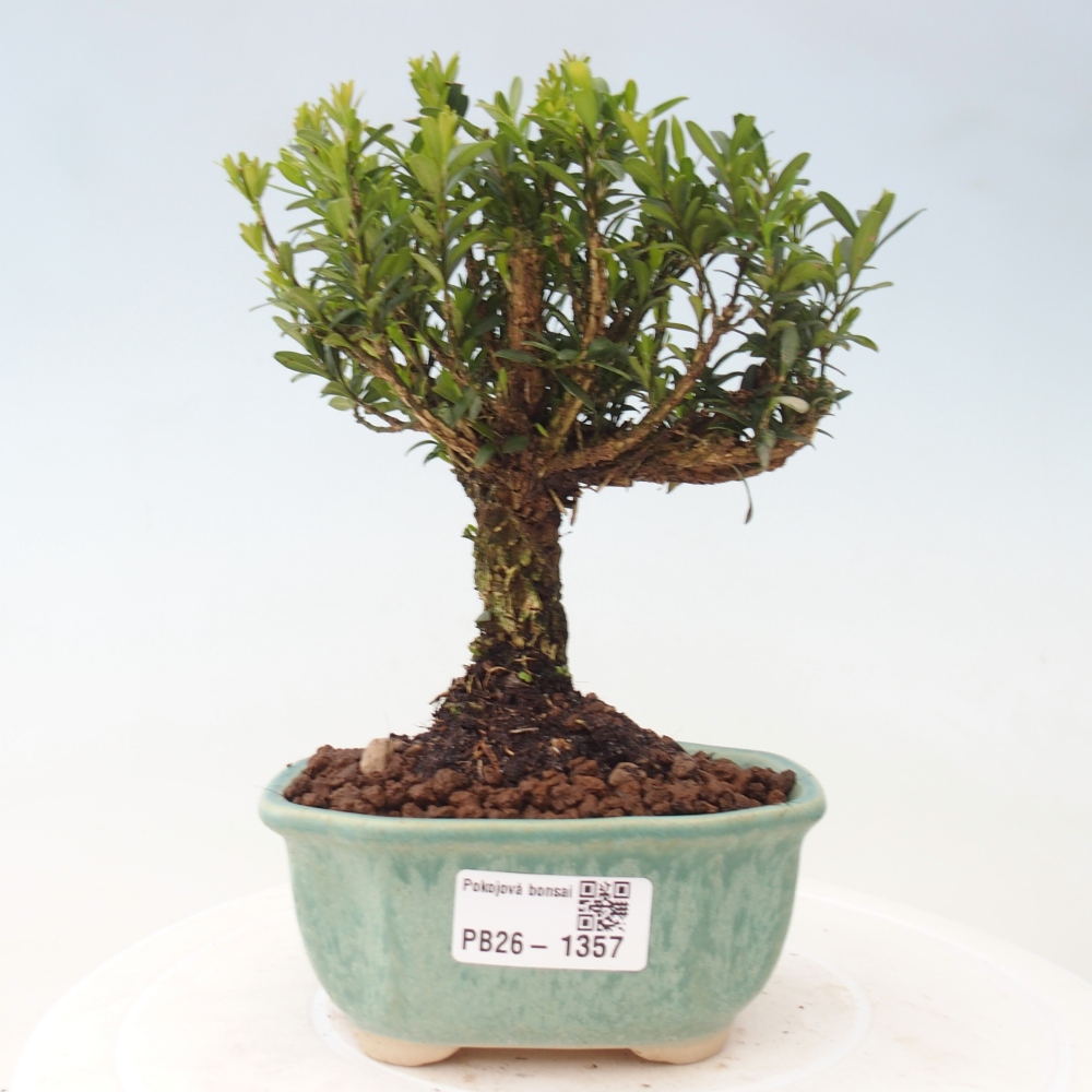 Szobai bonsai - Buxus harlandii - parafa buxus