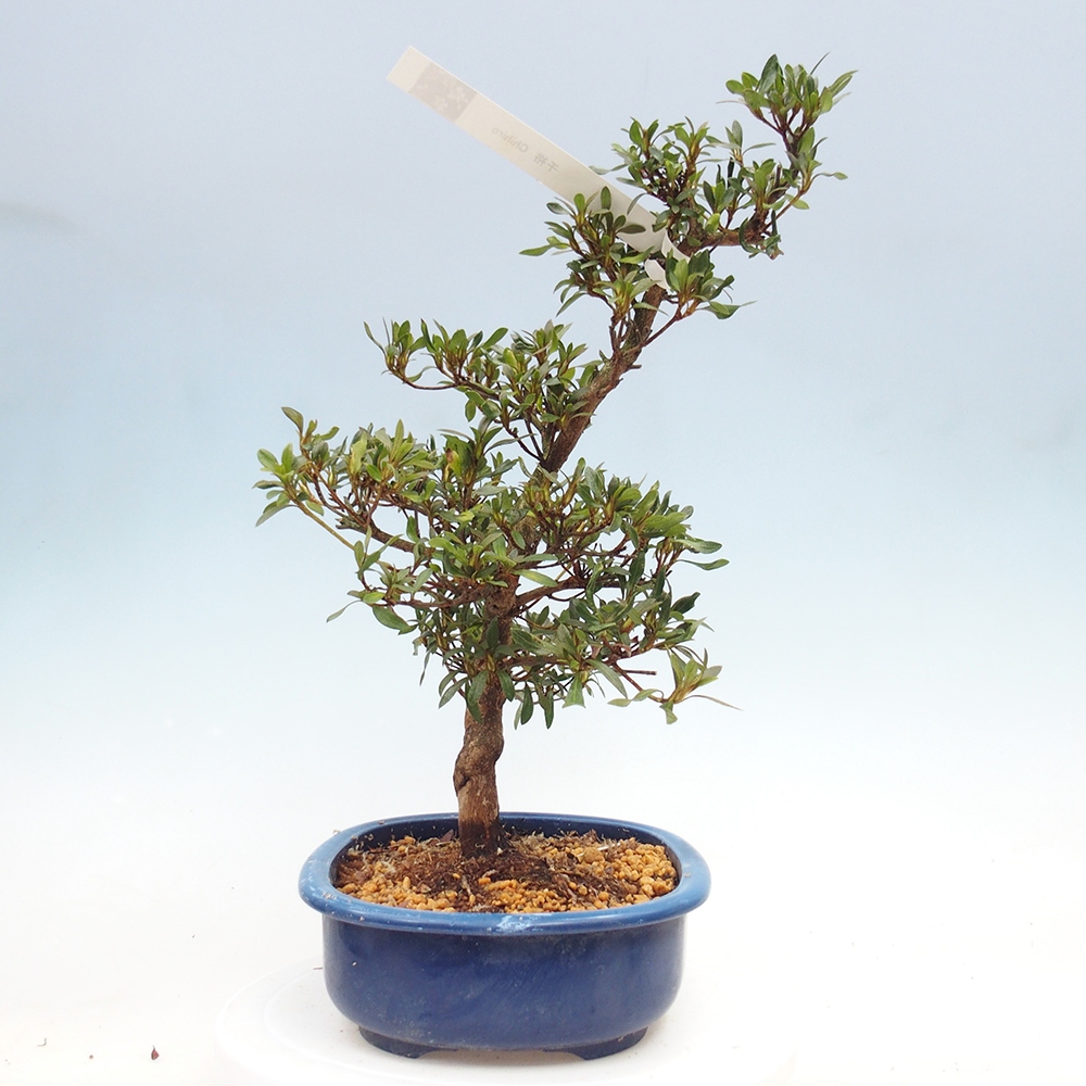 Kültéri bonsai - japán azálea - Azálea CHIHIRO