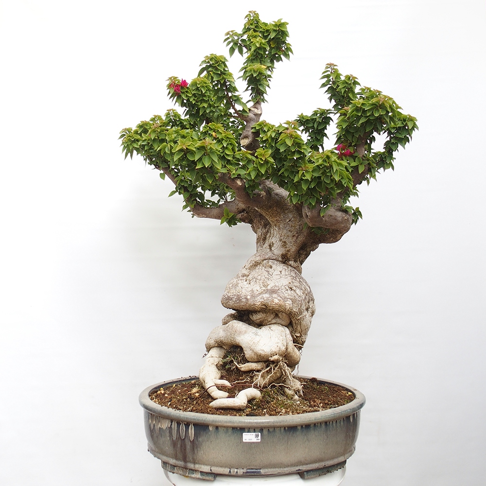 Szoba bonsai - Bouganwilea
