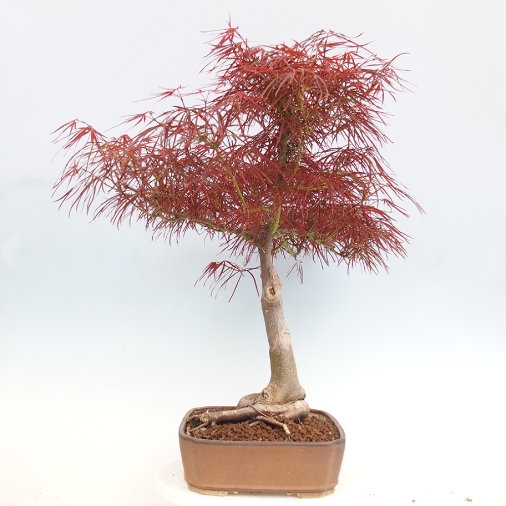 Kültéri bonsai - Acer palmatum RED PYGMY