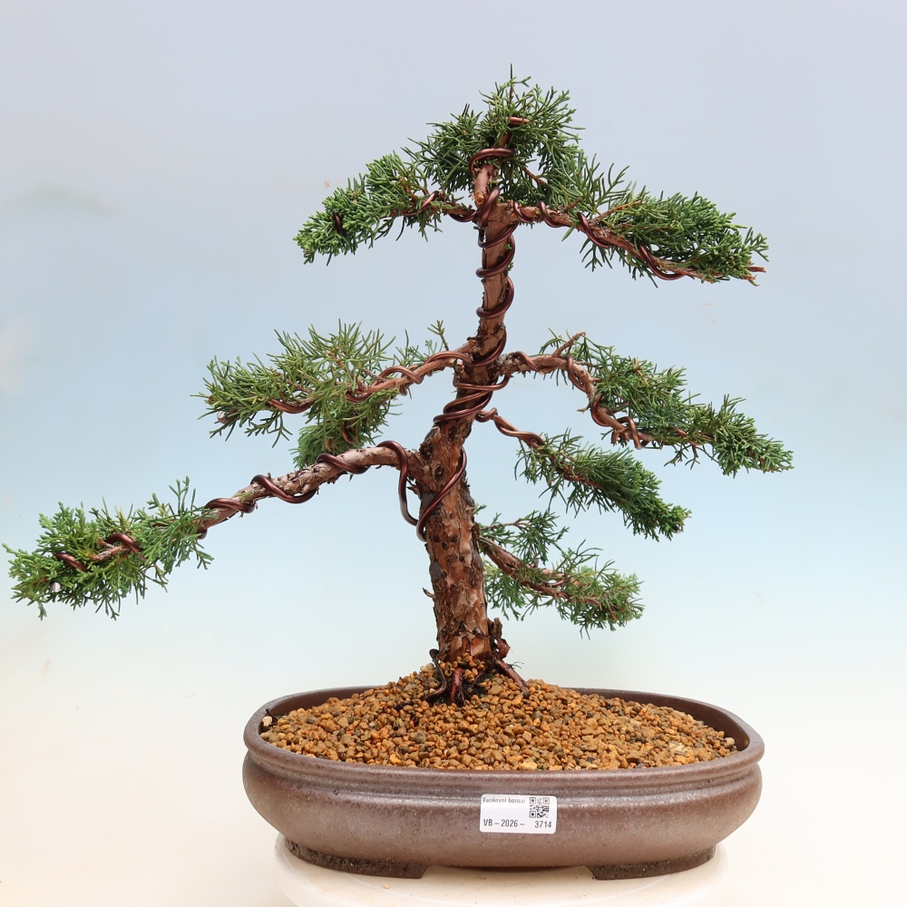 Kültéri bonsai - Juniperus chinensis Kishu