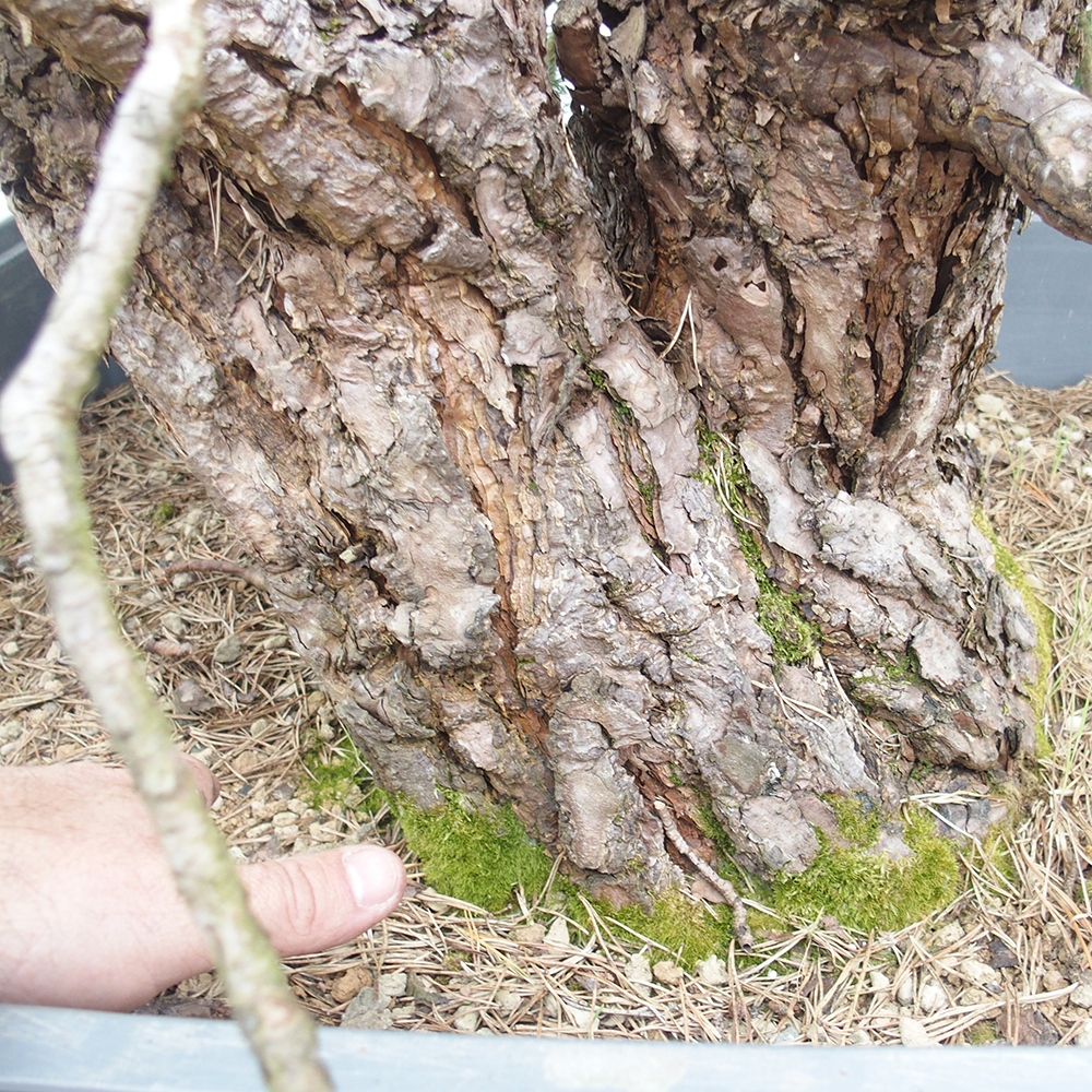 Yamadori - Pinus sylvestris